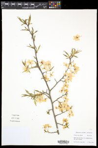 Prunus nigra image