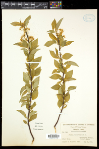 Prunus pensylvanica image