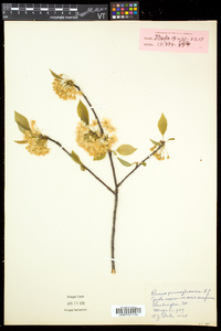 Prunus pensylvanica image