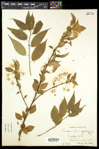 Prunus pensylvanica image