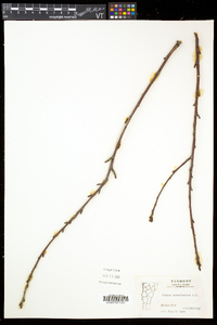 Prunus pensylvanica image