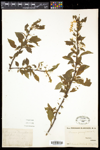 Prunus pensylvanica image