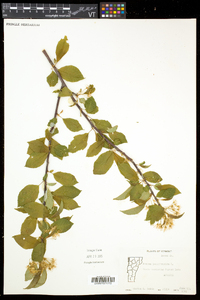 Prunus pensylvanica image