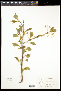 Prunus pensylvanica image