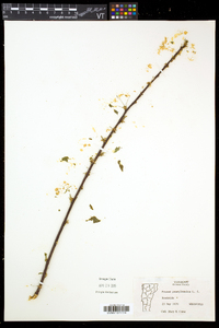 Prunus pensylvanica image