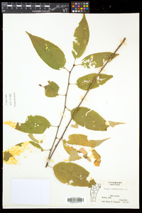 Prunus pensylvanica image