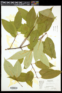 Prunus serotina var. serotina image