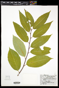 Prunus serotina var. serotina image