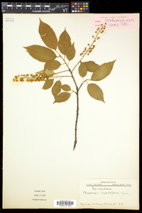 Prunus serotina var. serotina image