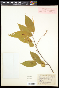 Prunus serotina var. serotina image