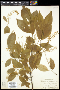 Prunus serotina var. serotina image