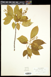 Prunus serotina var. serotina image