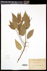 Prunus pensylvanica image