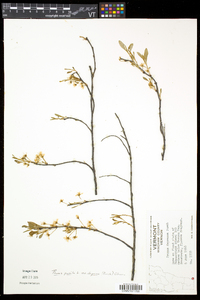 Prunus pumila image