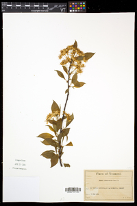 Prunus pensylvanica image