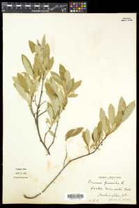 Prunus pumila image