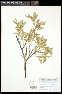 Prunus pumila image