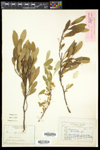 Prunus pumila image