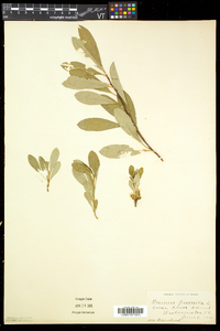 Prunus pumila image