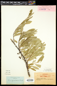 Prunus pumila image