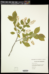 Prunus virginiana var. virginiana image