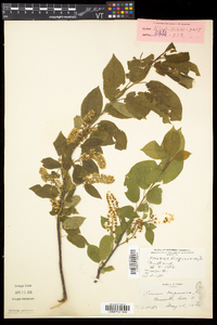 Prunus virginiana var. virginiana image