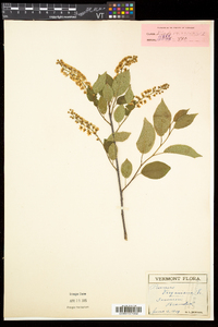 Prunus virginiana var. virginiana image