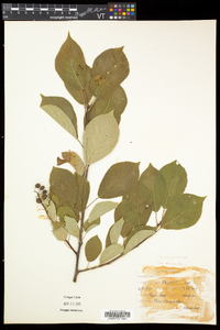 Prunus virginiana var. virginiana image
