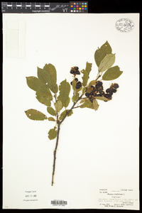 Prunus virginiana var. virginiana image