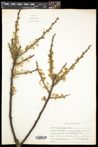 Prunus maritima image