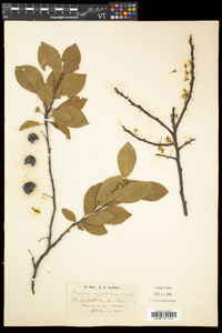 Prunus maritima image