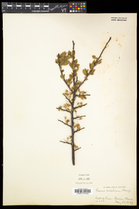 Prunus maritima image