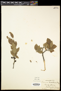 Prunus maritima image