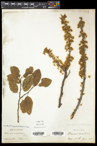 Prunus maritima image