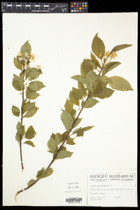 Prunus pensylvanica image