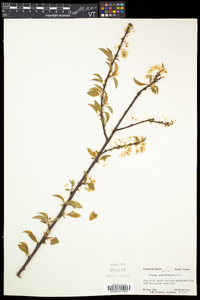 Prunus pensylvanica var. pensylvanica image