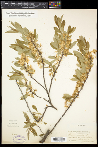 Prunus pumila image