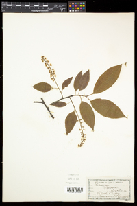 Prunus serotina var. serotina image