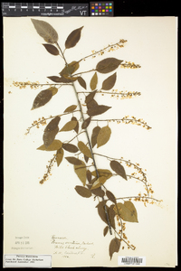 Prunus serotina var. serotina image