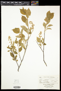Prunus virginiana var. virginiana image