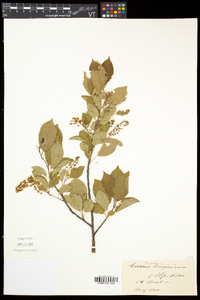 Prunus virginiana var. virginiana image