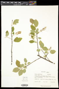 Prunus virginiana var. virginiana image