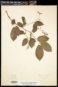 Prunus virginiana var. virginiana image