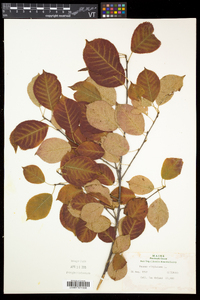 Prunus virginiana var. virginiana image