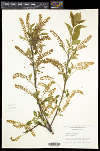 Prunus virginiana var. virginiana image