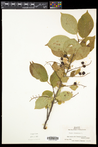 Prunus virginiana var. virginiana image