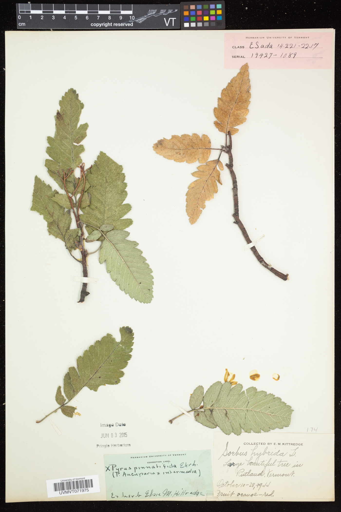 Sorbus hybrida image