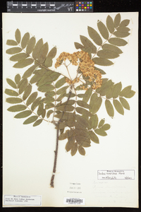 Sorbus americana image