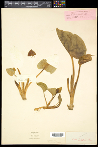 Calla palustris image