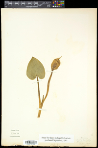 Calla palustris image